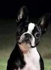 The Funny Thing About Owning a Dog