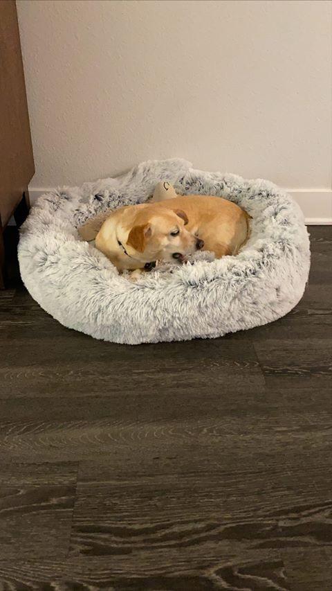 Mr. Peanut's 28" OrthoPlush® Pet Bed