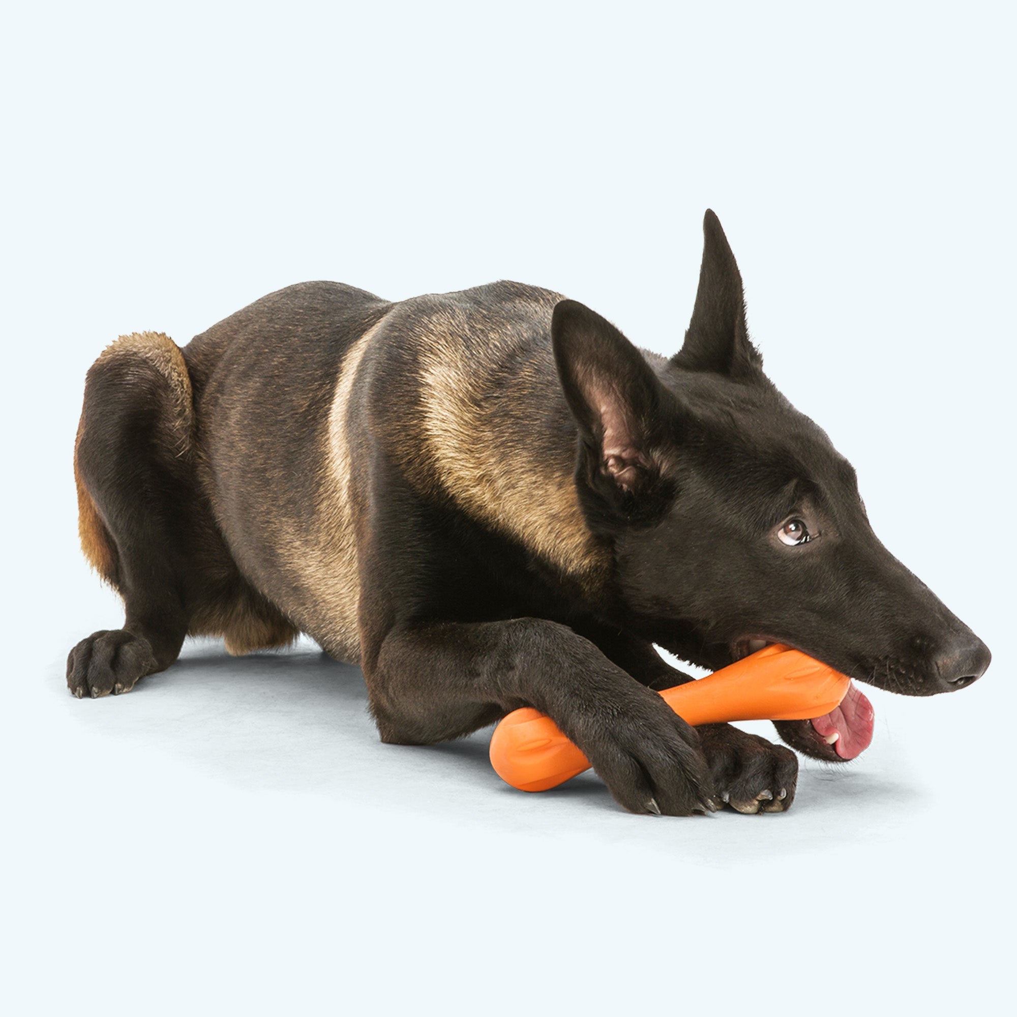 Hurley fetchible  indestructible bone