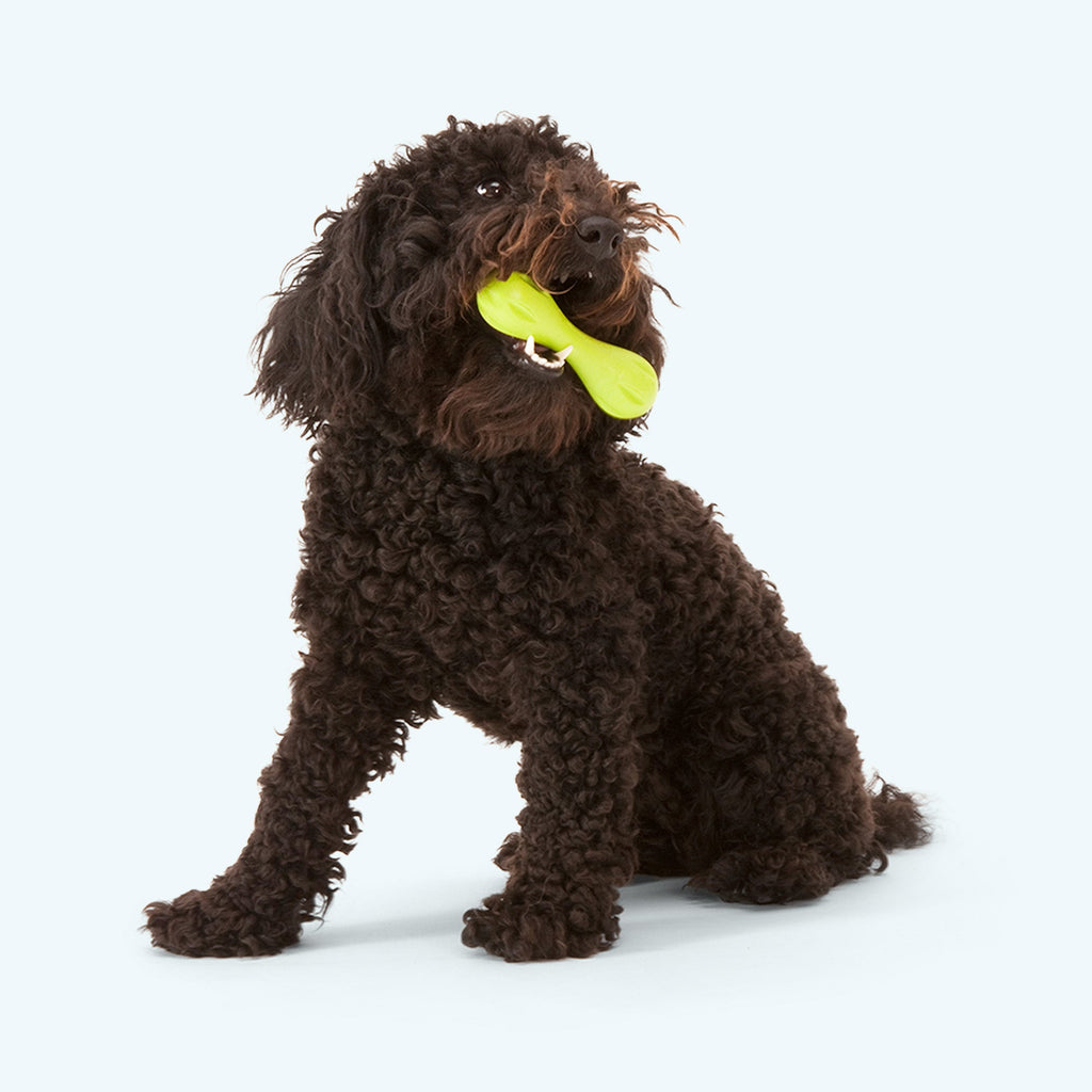 Hurley fetchible  indestructible bone