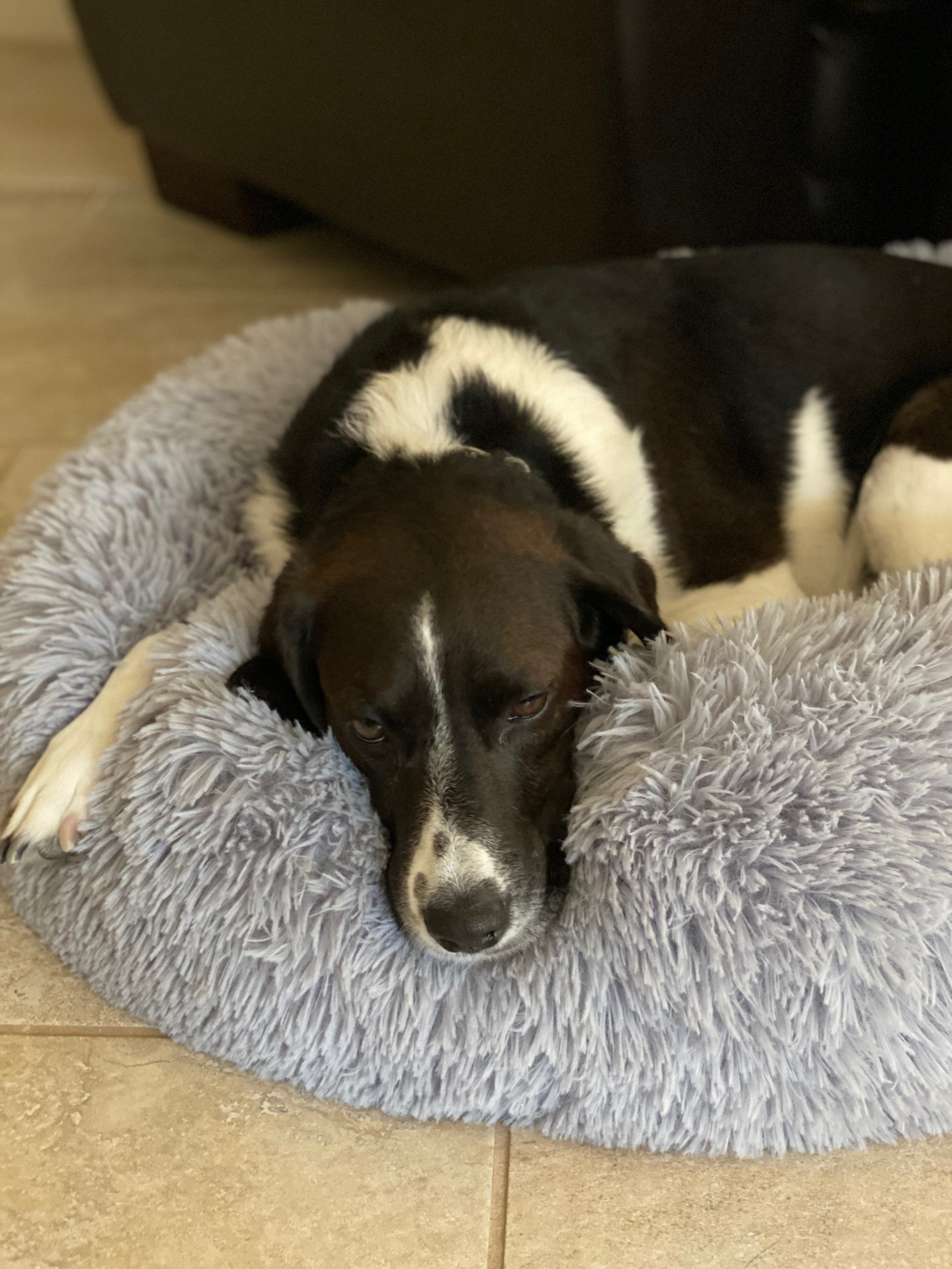 Mr. Peanut's 28" OrthoPlush® Pet Bed