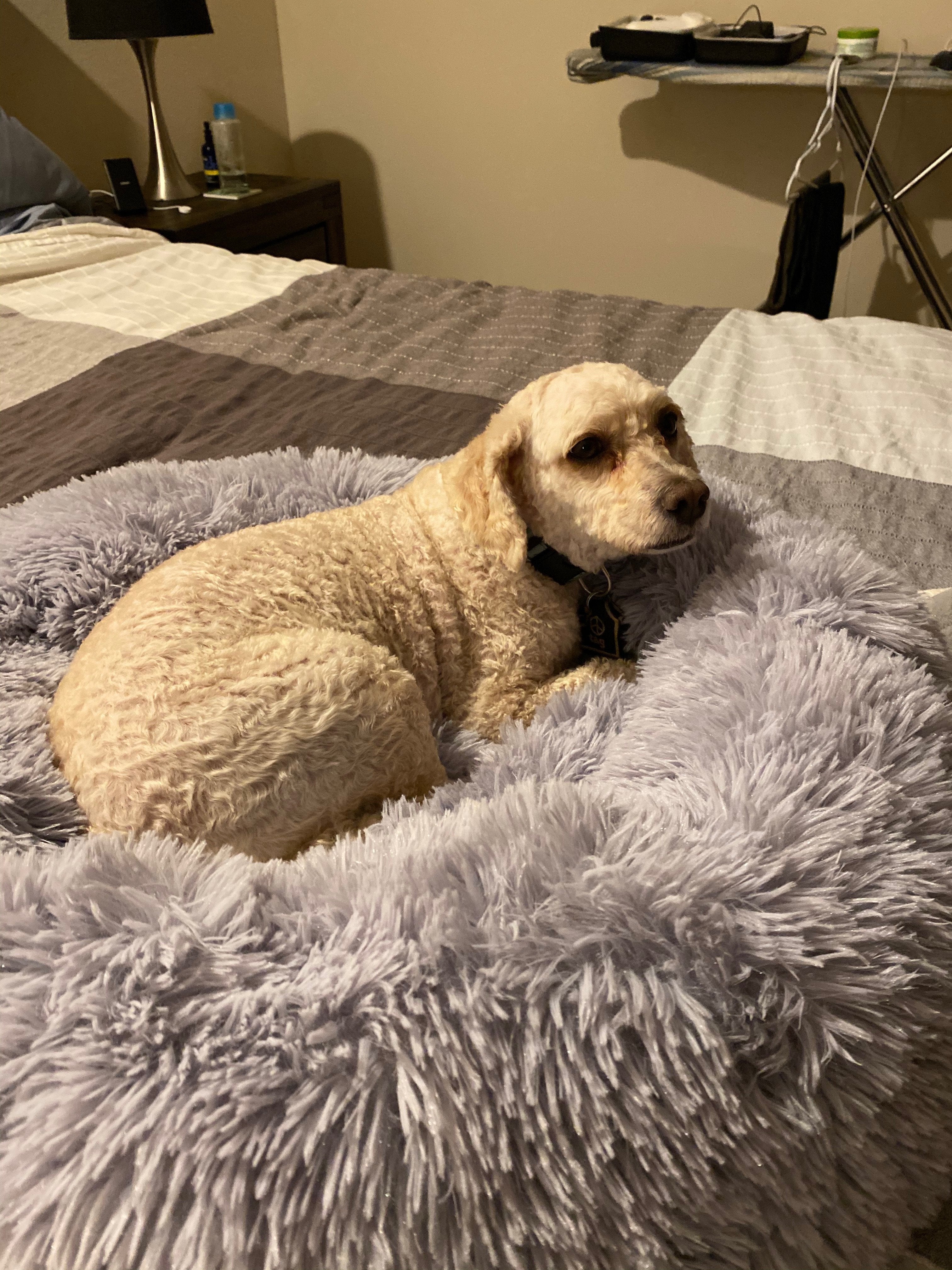 Mr. Peanut's 28" OrthoPlush® Pet Bed