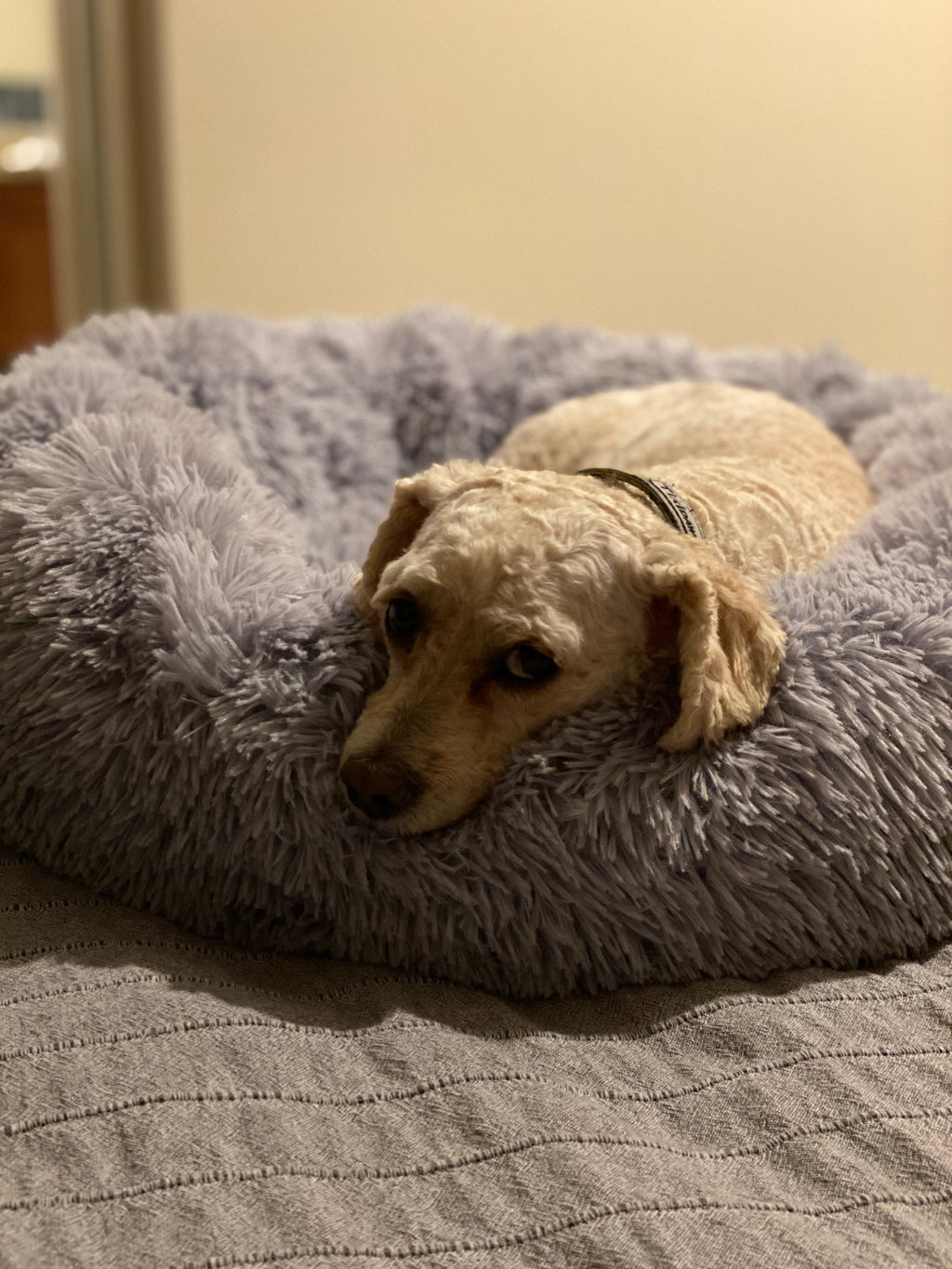 Mr. Peanut's 28" OrthoPlush® Pet Bed