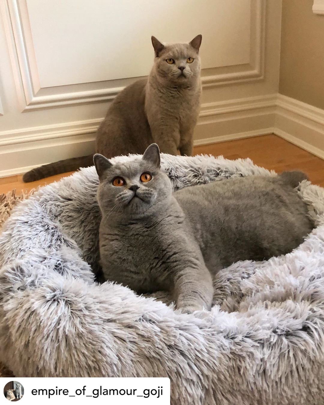 Mr. Peanut's 28" OrthoPlush® Pet Bed