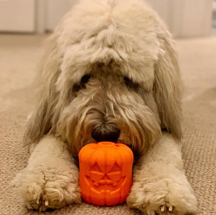 Jack O' Lantern Dog Toy - Durable Halloween Chew Toy for Large Dogs | USA Made