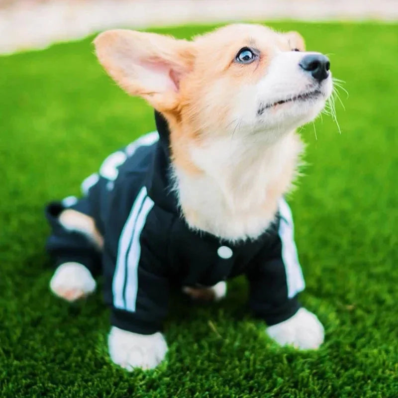 French Bulldog  Sweat Suit Puppy Pet Clothes