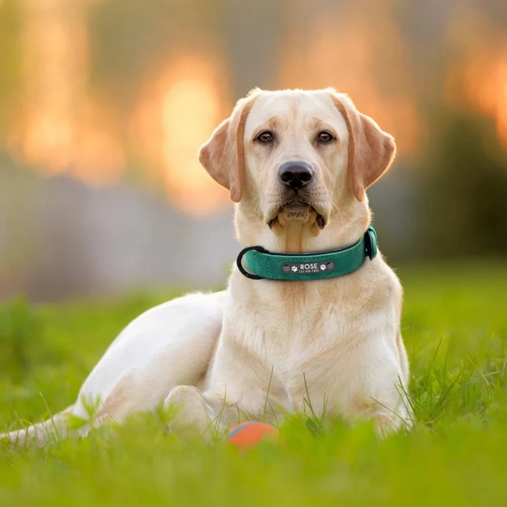 Personalized Name ID Tags Dog Collars Custom Text
