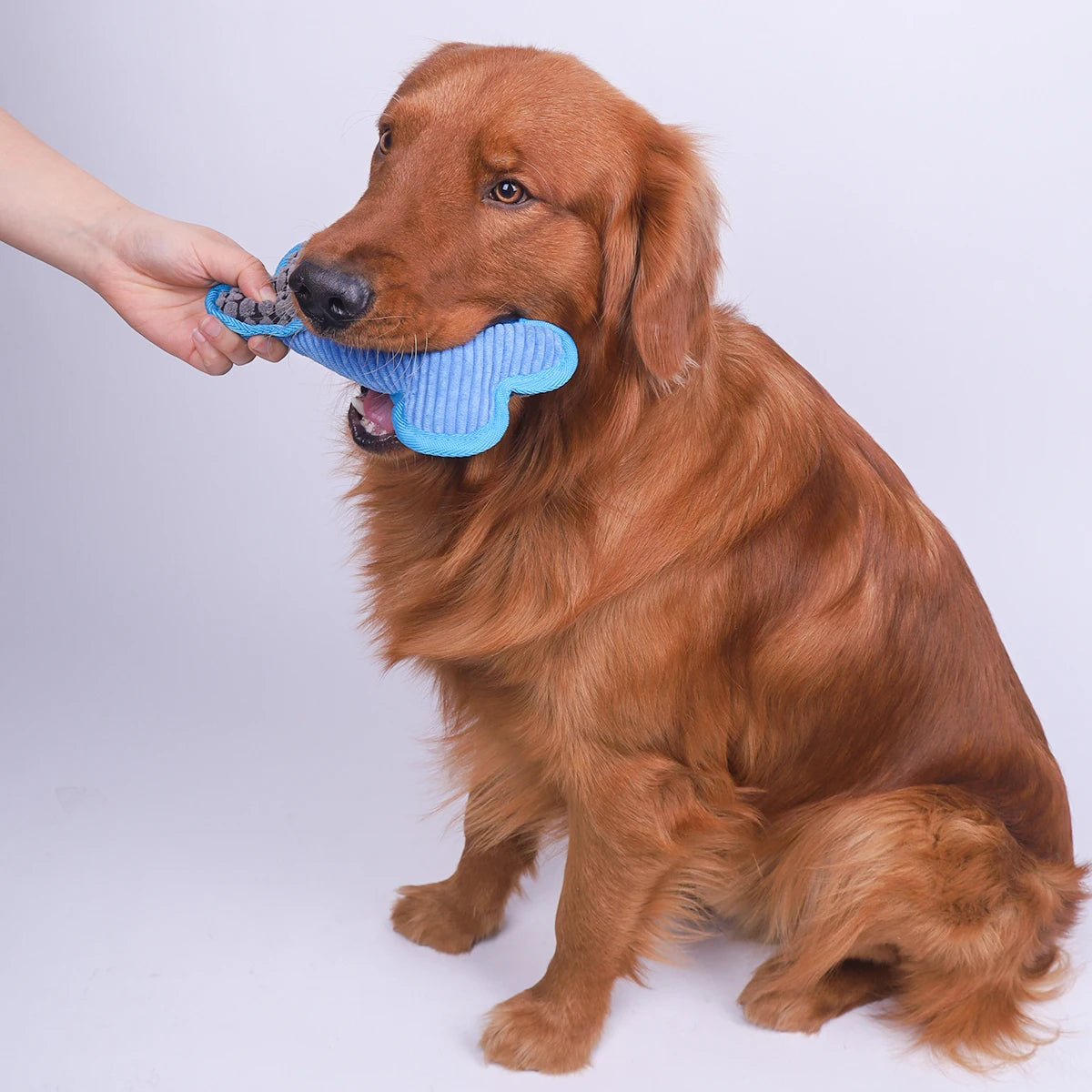 Plush Squeaky Toy Bones
