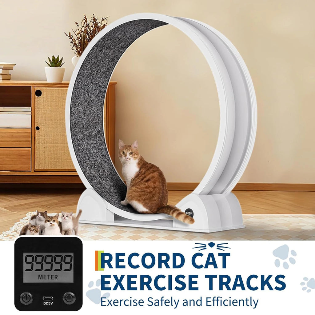 Indoor ABS Cat Wheel Exercisers