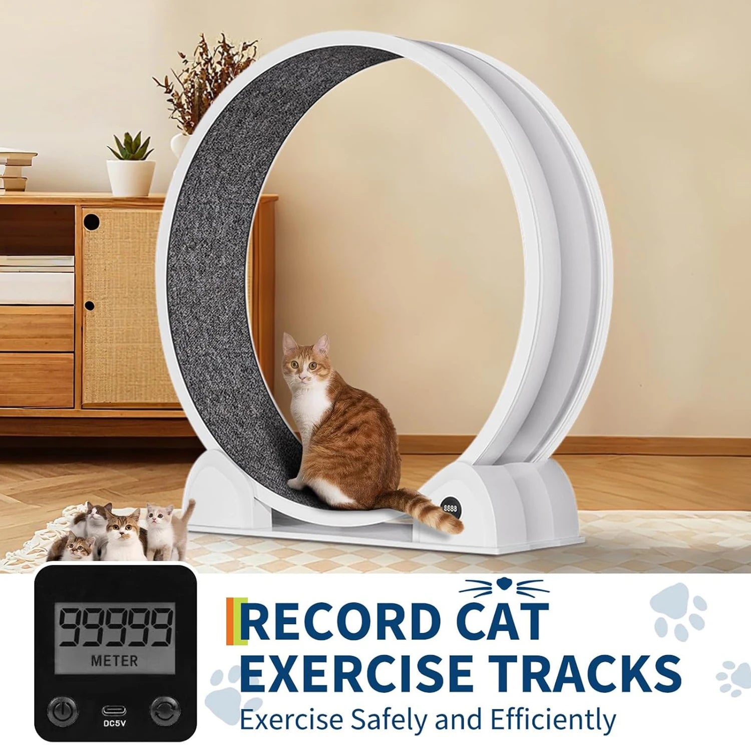 Indoor ABS Cat Wheel Exercisers