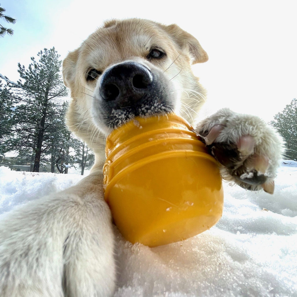 Honey Pot Dog eCup Treat Dispenser