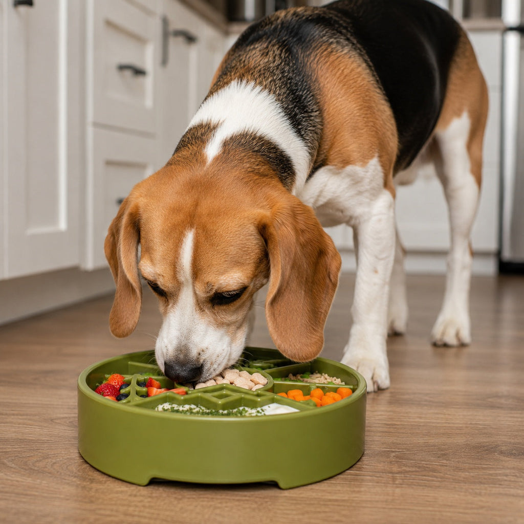 - Slow Feeder Dog Bowl
