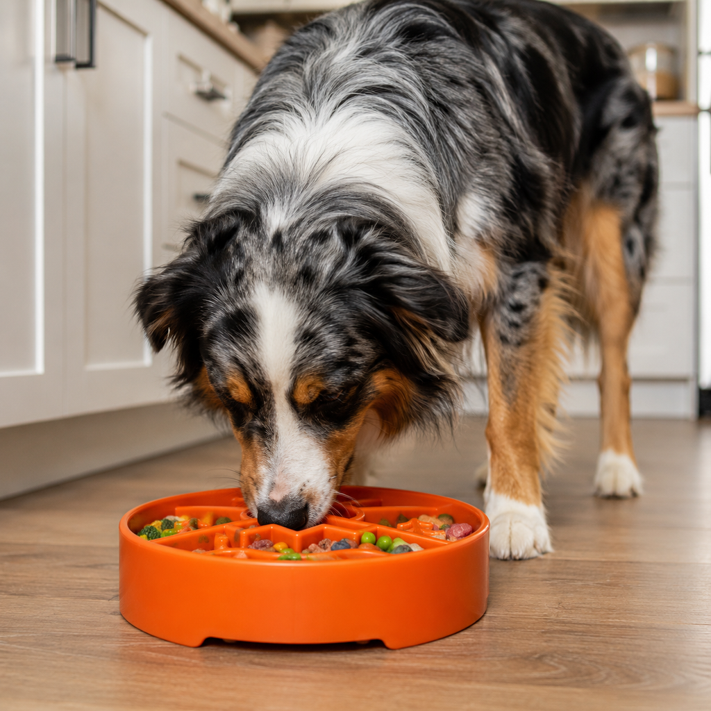 - Slow Feeder Dog Bowl