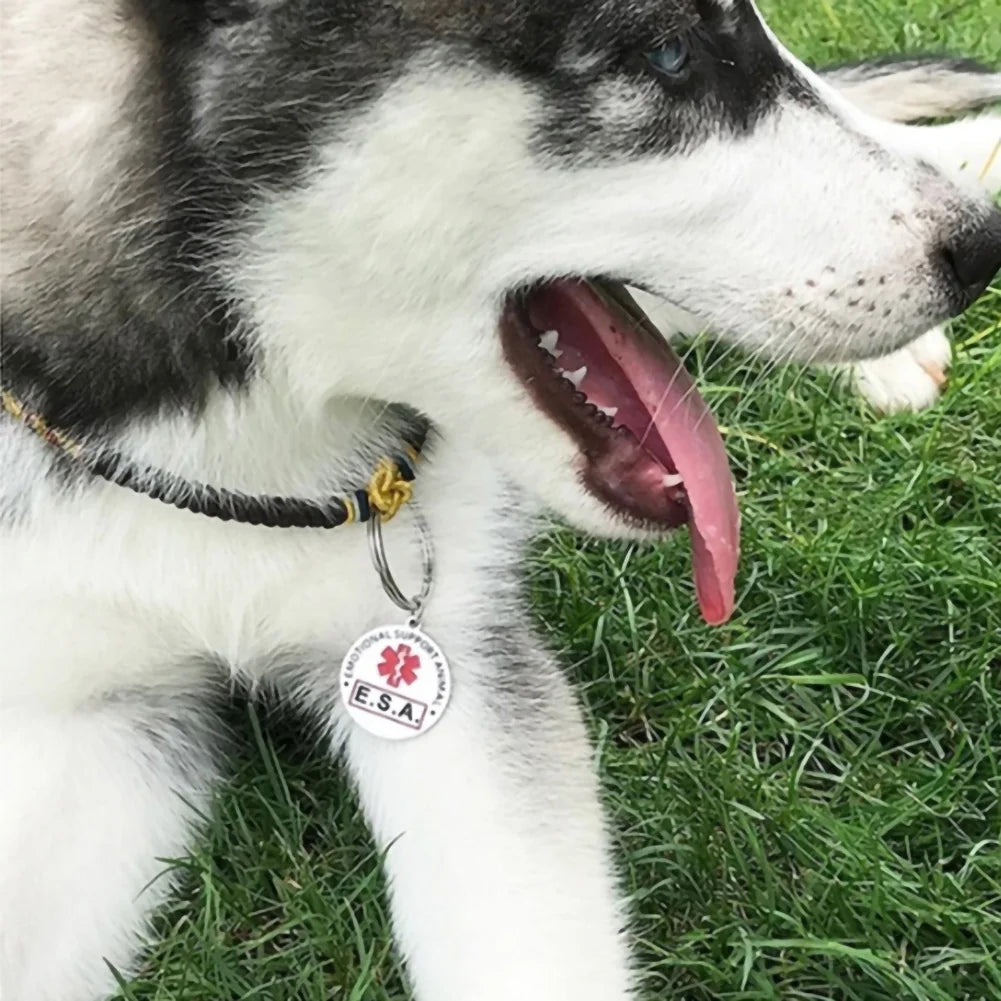 Personalized Dog Tag Anti-Lost Stainless Steel Dog Tag