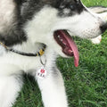 Personalized Dog Tag Anti-Lost Stainless Steel Dog Tag