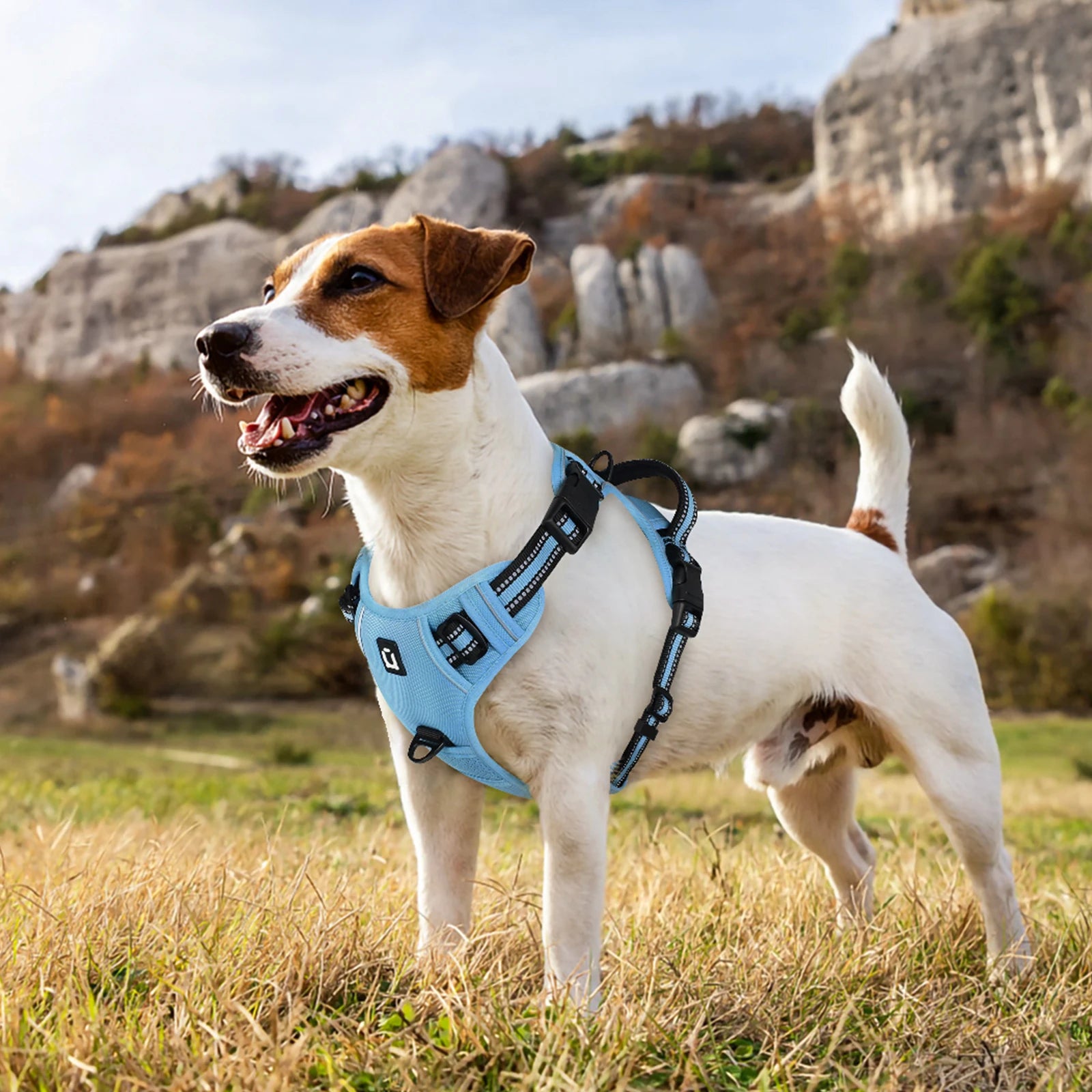 Assorted colors, Dog Harness and Leash Combo, Escape Proof