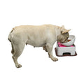 Raised Ceramic Dog Feeding Bowl