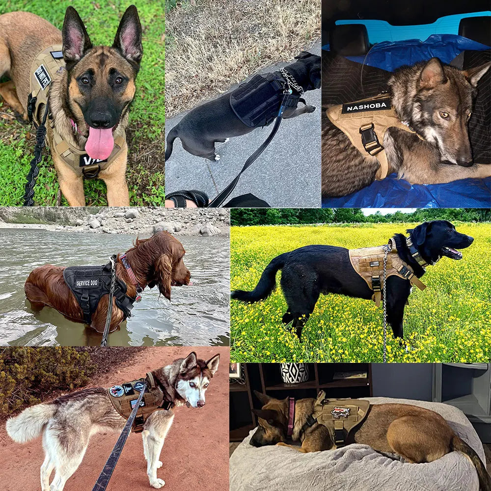 Large Dog Training Harness And Leash Set