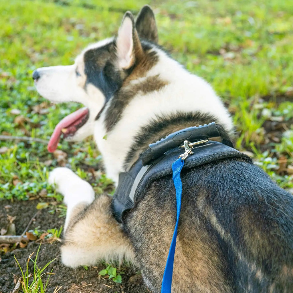 Long Dog Training Leash 15ft to 100ft