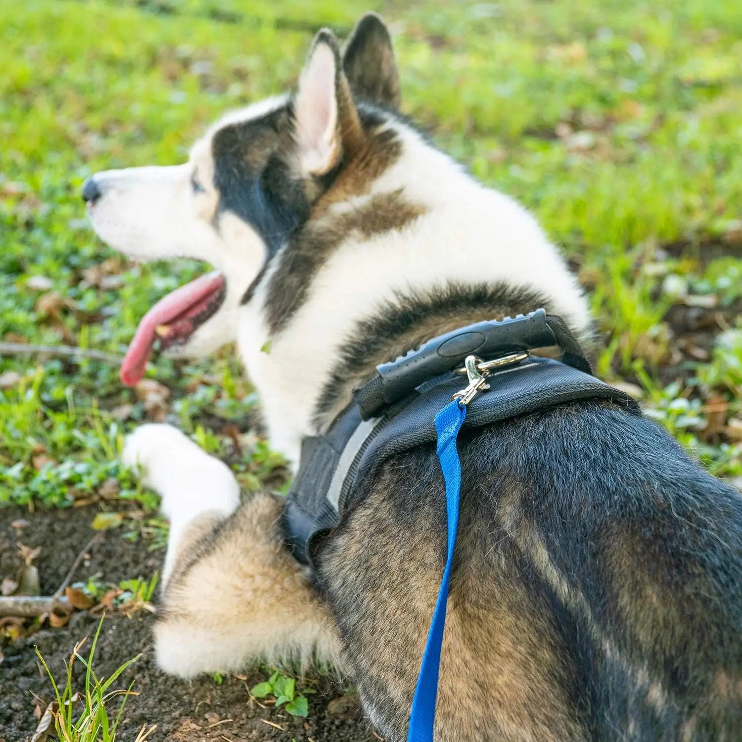 Long Dog Training Leash 15ft to 100ft