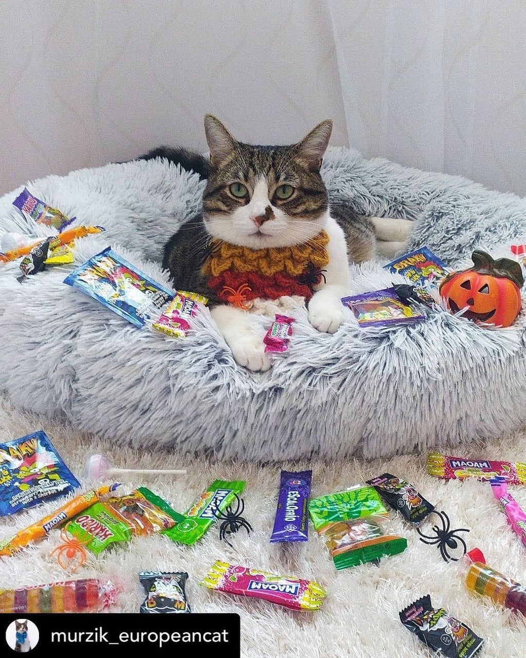 Mr. Peanut's 28" OrthoPlush® Pet Bed