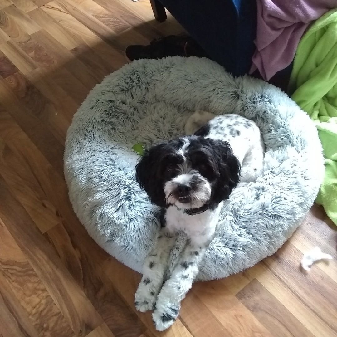 Mr. Peanut's 28" OrthoPlush® Pet Bed