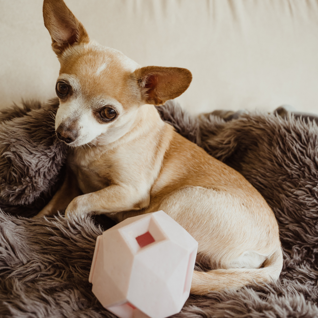 Odin Treat Dispensing Toy For Dogs